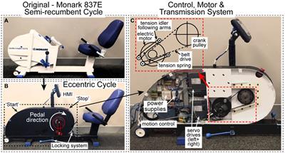 A Semi-recumbent Eccentric Cycle Ergometer Instrumented to Isolate Lower Limb Muscle Contractions to the Appropriate Phase of the Pedal Cycle